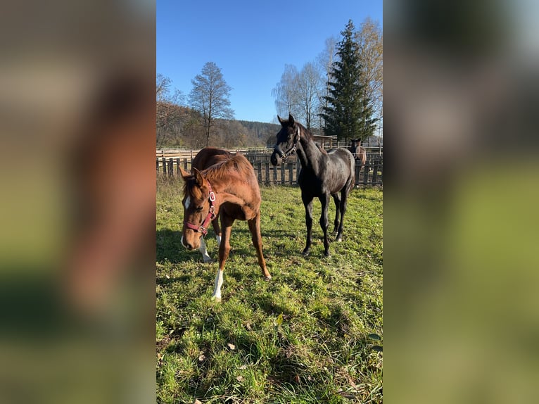 Caballo de deporte alemán Semental 1 año Negro in Schwendi