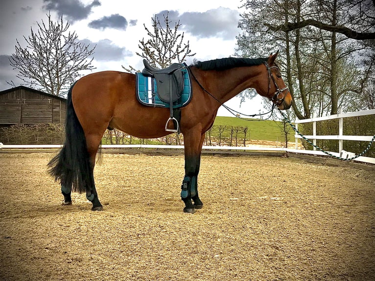 Caballo de deporte alemán Semental 20 años 168 cm Castaño in Müncheberg