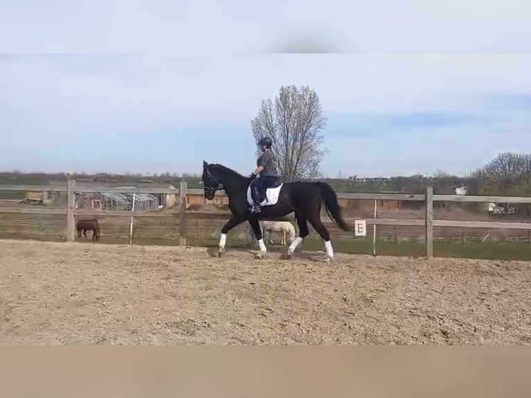 Caballo de deporte alemán Semental 20 años 168 cm Negro in WengelsdorfWeißenfels