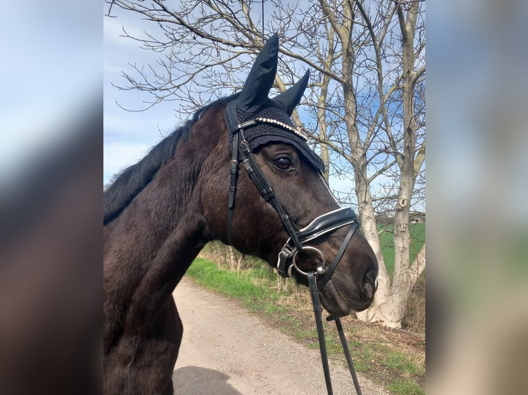 Caballo de deporte alemán Semental 20 años 168 cm Negro in WengelsdorfWeißenfels