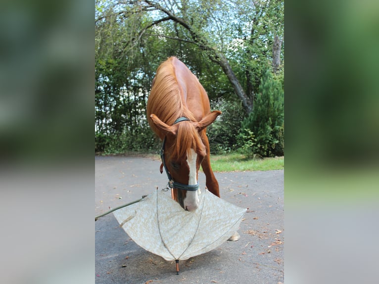Caballo de deporte alemán Semental 2 años 155 cm Alazán in Lauda-Königshofen