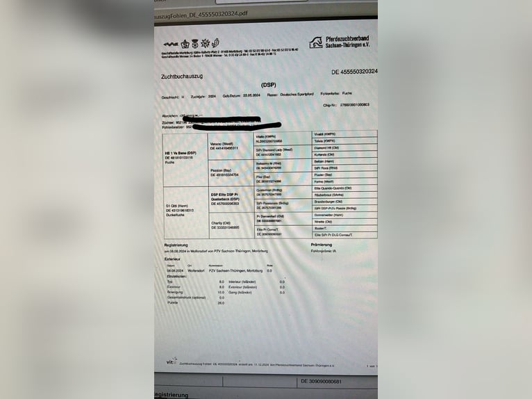 Caballo de deporte alemán Semental 2 años 155 cm Alazán in Liebschützberg