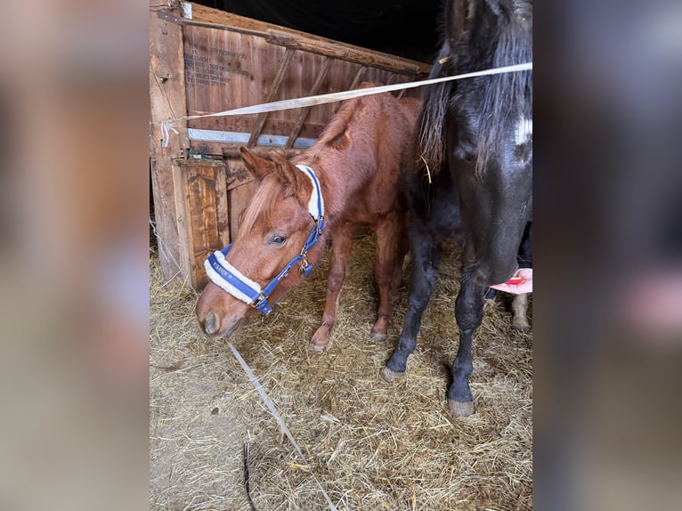 Caballo de deporte alemán Semental 2 años 158 cm Alazán in Cavertitz