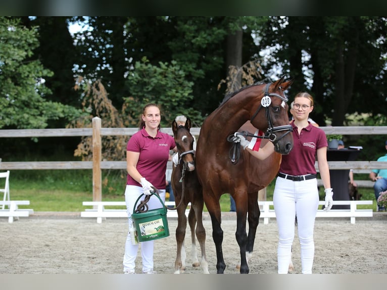 Caballo de deporte alemán Semental 2 años 160 cm Castaño oscuro in Korbußen