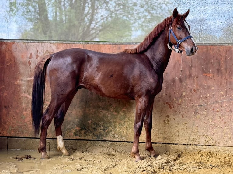 Caballo de deporte alemán Semental 2 años 163 cm Alazán-tostado in Emsdetten