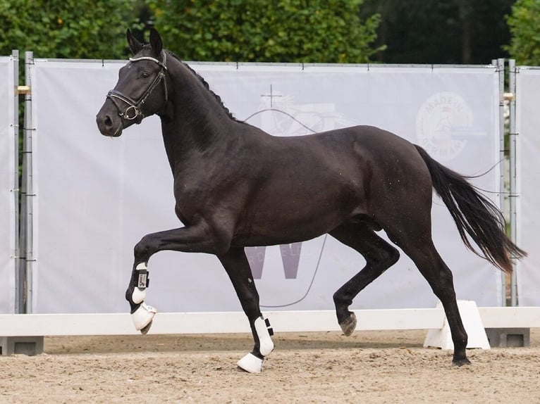 Caballo de deporte alemán Semental 2 años 165 cm Morcillo in Münster-Handorf