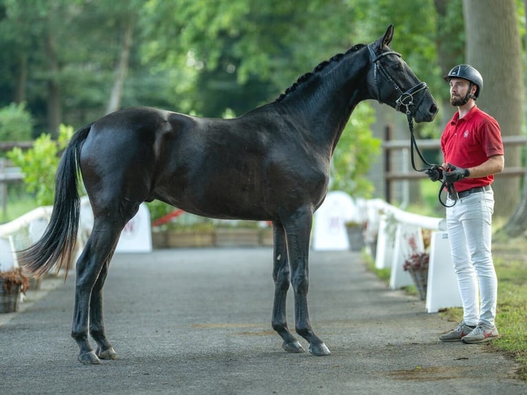 Caballo de deporte alemán Semental 2 años 165 cm Morcillo in Münster-Handorf