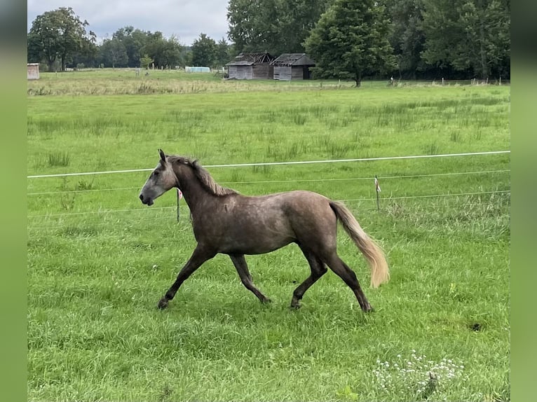 Caballo de deporte alemán Semental 2 años 165 cm Tordo in L&#xF6;wenberger Land