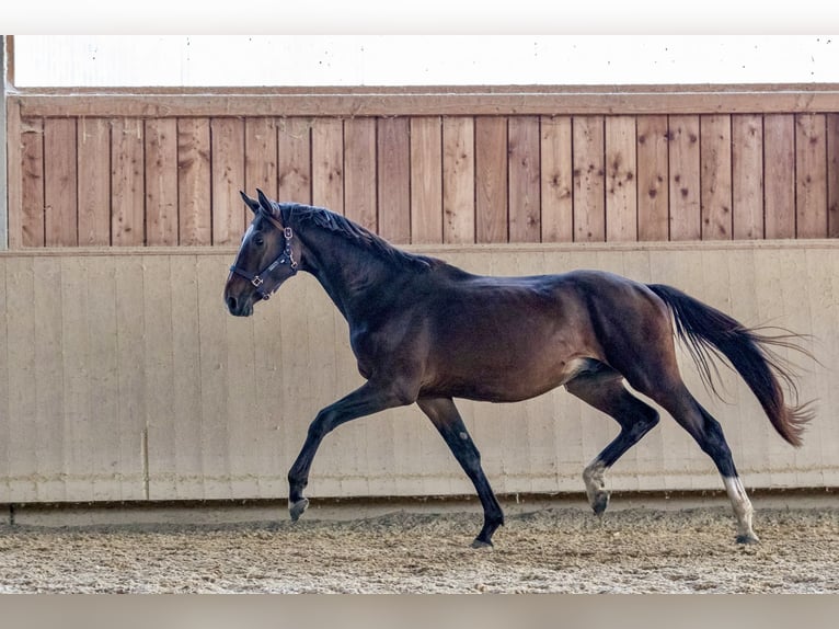 Caballo de deporte alemán Semental 2 años 166 cm Castaño oscuro in Kraiburg am Inn