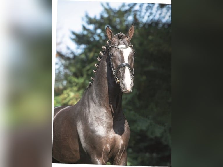 Caballo de deporte alemán Semental 2 años 166 cm Negro in Coesfeld