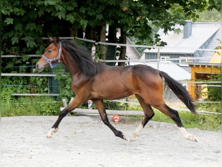 Caballo de deporte alemán Semental 2 años 167 cm Castaño oscuro in Naila