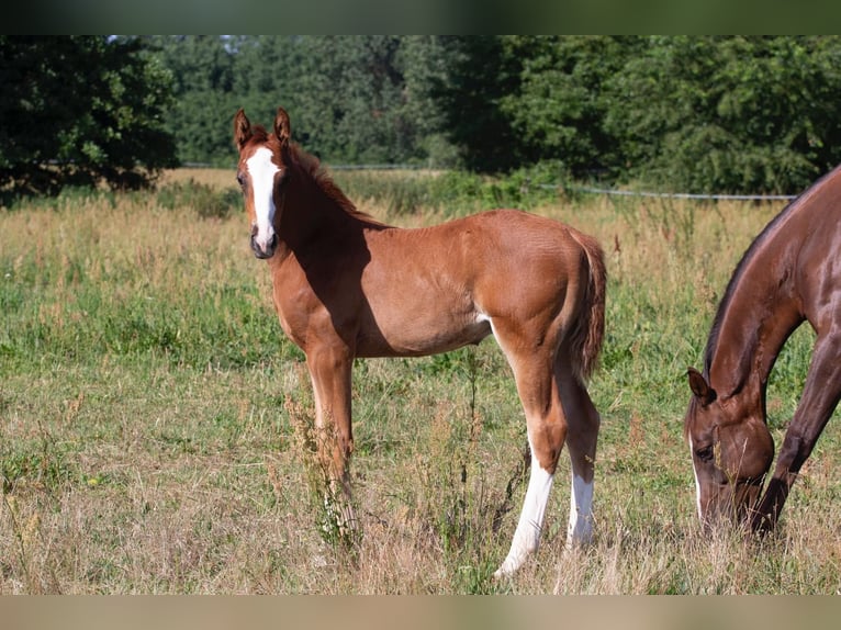 Caballo de deporte alemán Semental 2 años 168 cm Alazán in Sperenberg