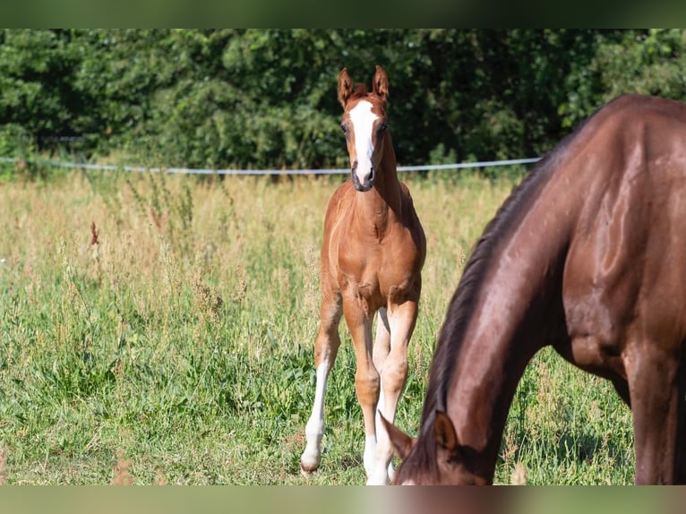 Caballo de deporte alemán Semental 2 años 168 cm Alazán in Sperenberg