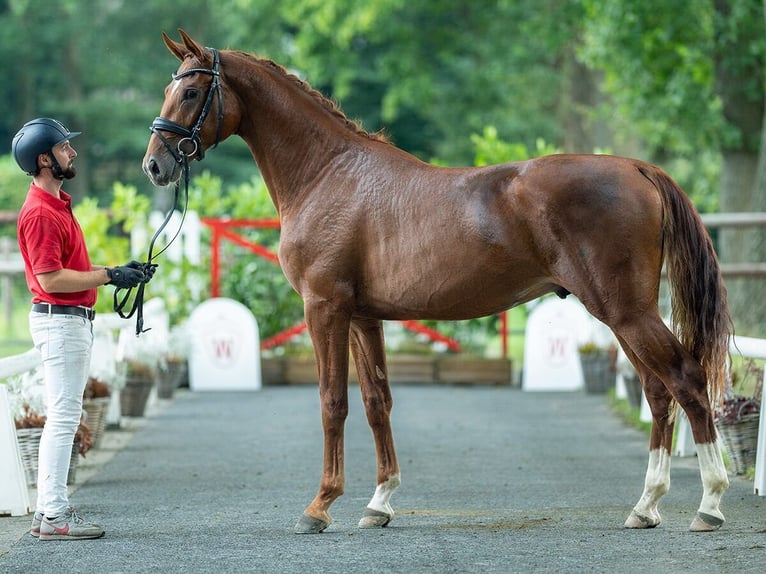 Caballo de deporte alemán Semental 2 años 168 cm Alazán-tostado in Münster-Handorf