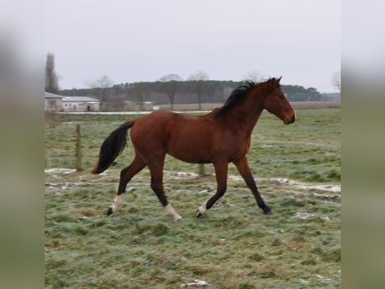 Caballo de deporte alemán Semental 2 años 168 cm Castaño in Burgstall