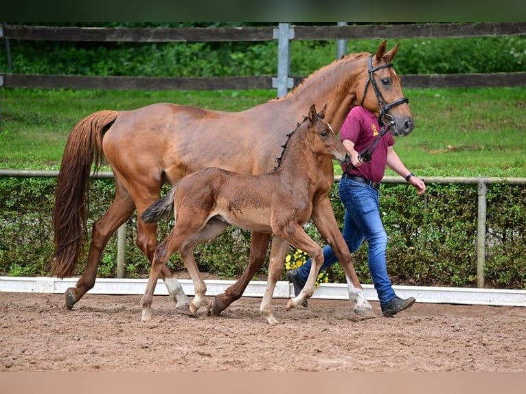 Caballo de deporte alemán Semental 2 años 168 cm Castaño in Burgstall