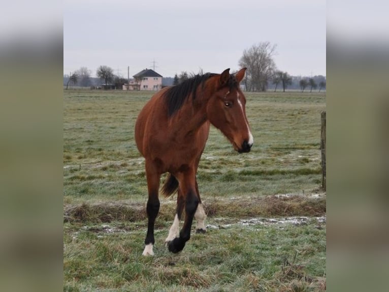 Caballo de deporte alemán Semental 2 años 168 cm Castaño in Burgstall