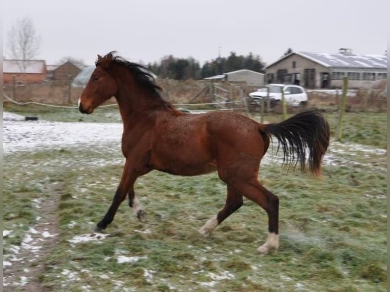 Caballo de deporte alemán Semental 2 años 168 cm Castaño in Burgstall