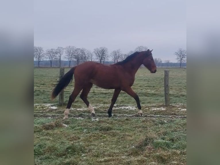 Caballo de deporte alemán Semental 2 años 168 cm Castaño in Burgstall