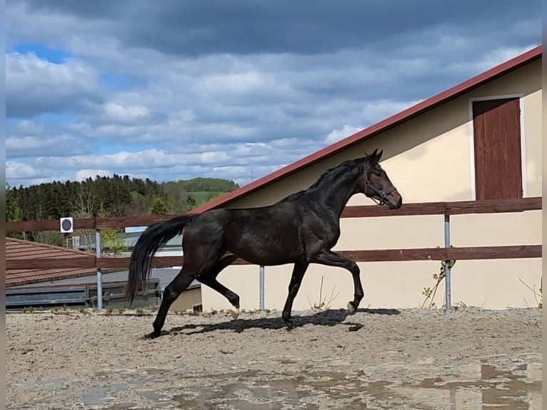 Caballo de deporte alemán Semental 2 años 168 cm Castaño oscuro in Gelenau/Erzgebirge