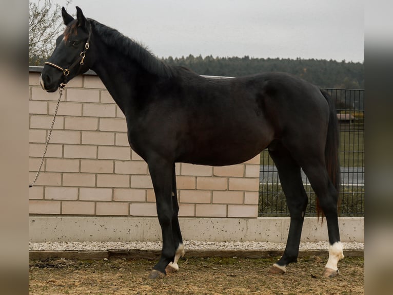 Caballo de deporte alemán Semental 2 años 168 cm Negro in Ebermannsdorf