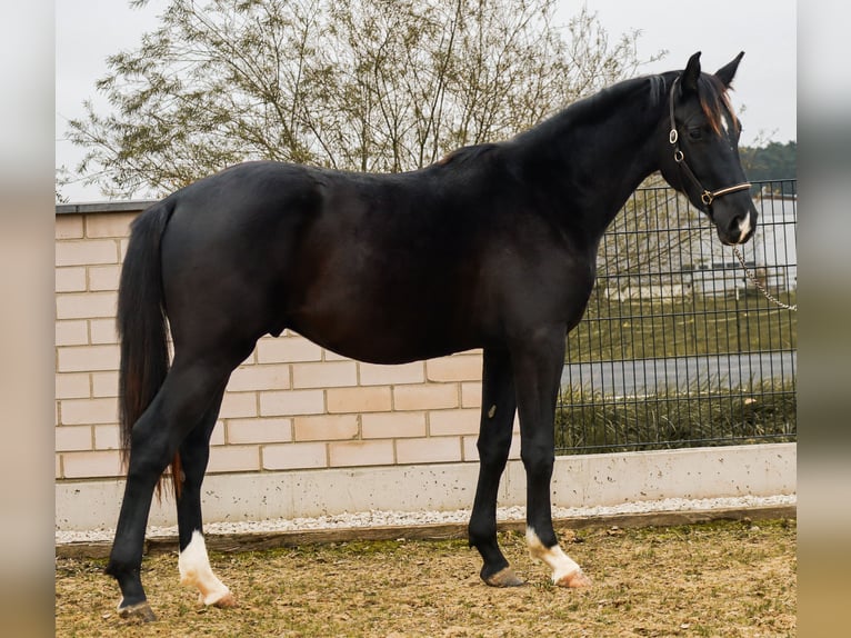 Caballo de deporte alemán Semental 2 años 168 cm Negro in Ebermannsdorf