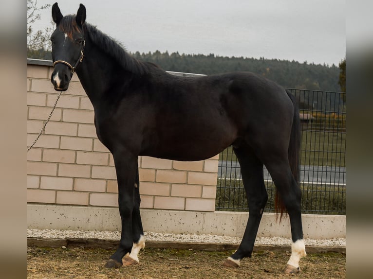 Caballo de deporte alemán Semental 2 años 168 cm Negro in Ebermannsdorf