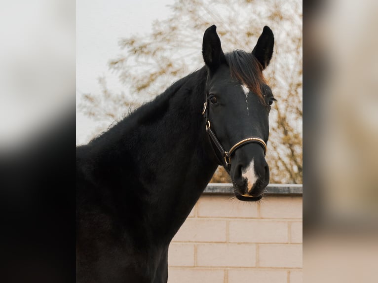 Caballo de deporte alemán Semental 2 años 168 cm Negro in Ebermannsdorf