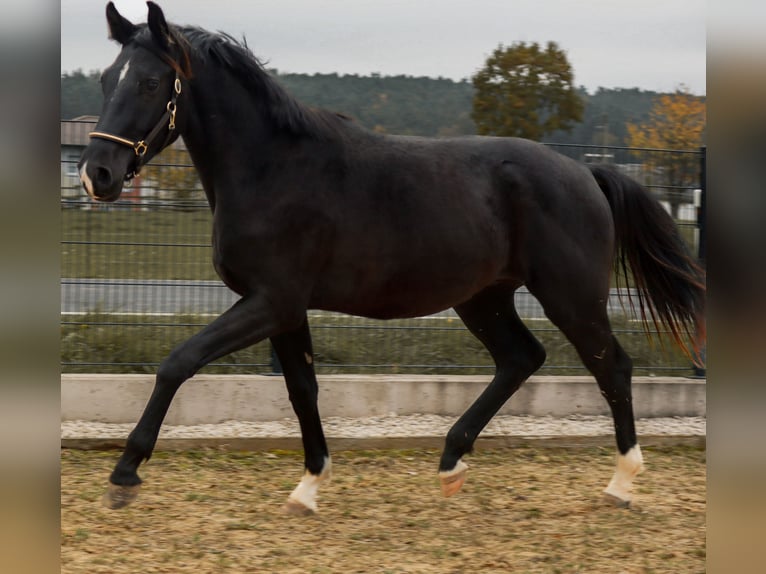 Caballo de deporte alemán Semental 2 años 168 cm Negro in Ebermannsdorf