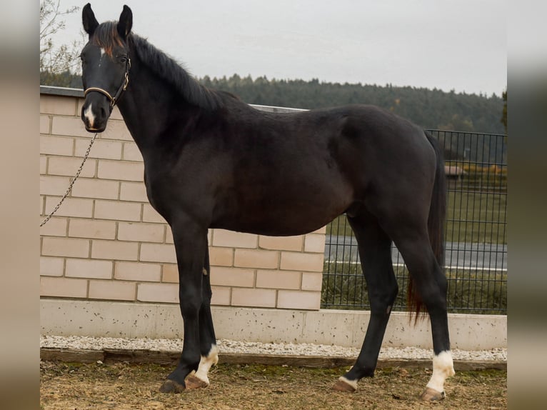 Caballo de deporte alemán Semental 2 años 168 cm Negro in Ebermannsdorf