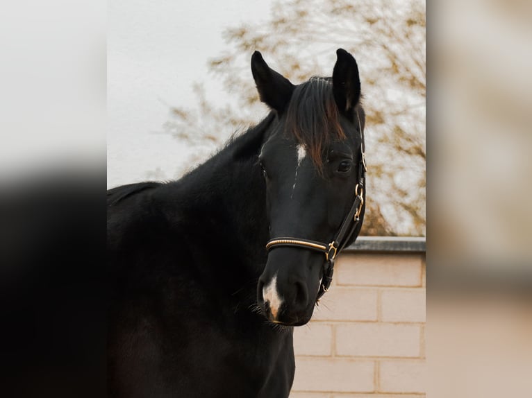 Caballo de deporte alemán Semental 2 años 168 cm Negro in Ebermannsdorf