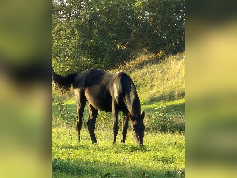 Caballo de deporte alemán Semental 2 años 168 cm Negro in Hainichen