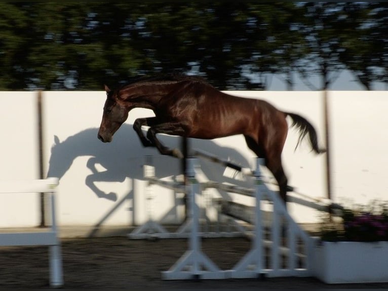 Caballo de deporte alemán Semental 2 años 169 cm Castaño in Waddinxveen