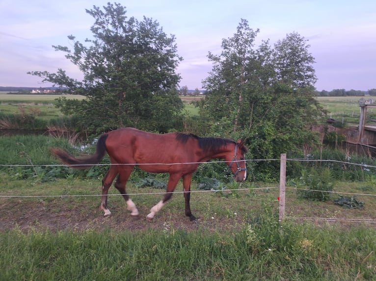 Caballo de deporte alemán Semental 2 años 170 cm Castaño in Reichenschwand