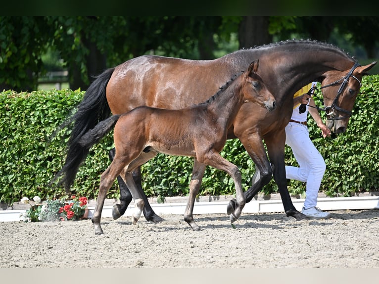 Caballo de deporte alemán Semental 2 años 170 cm Castaño oscuro in Gollenberg