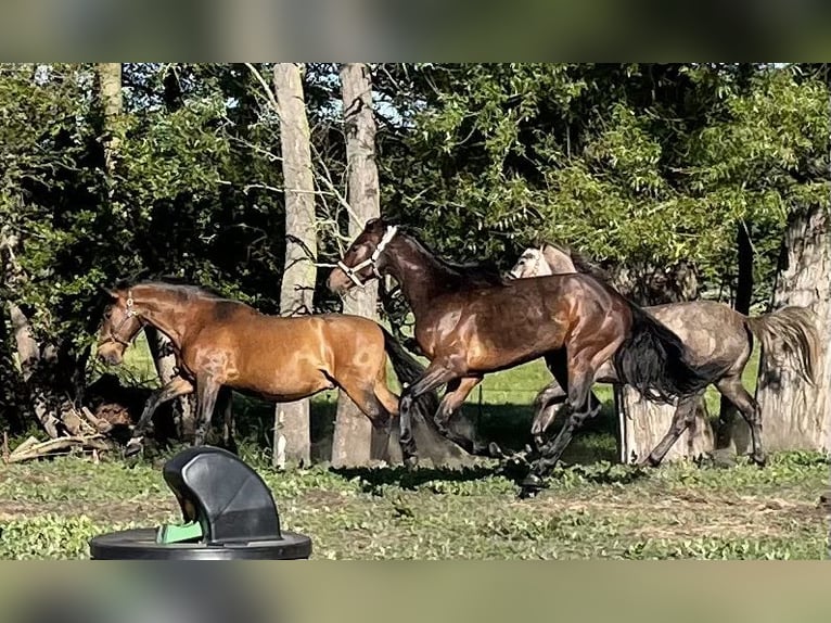 Caballo de deporte alemán Semental 2 años 170 cm Castaño oscuro in Löwenberger Land