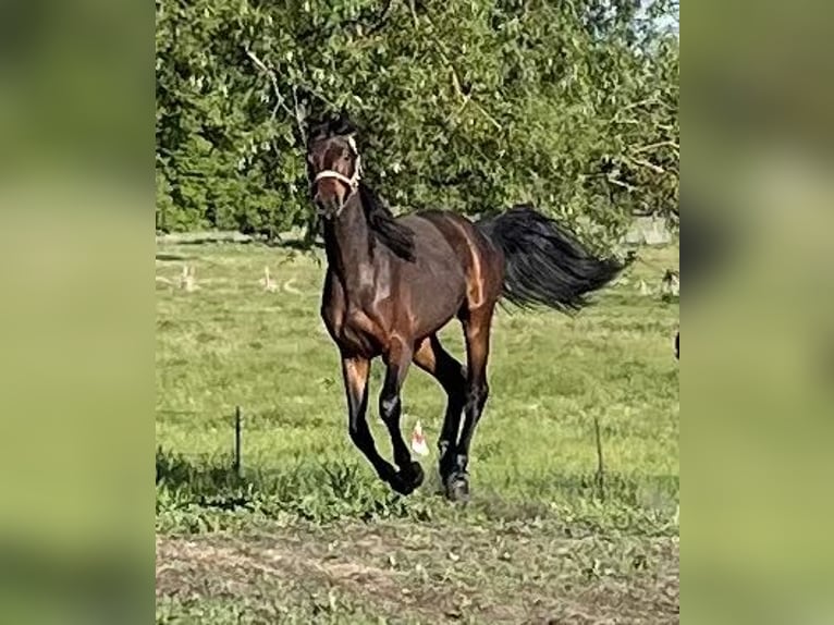 Caballo de deporte alemán Semental 2 años 170 cm Castaño oscuro in Löwenberger Land