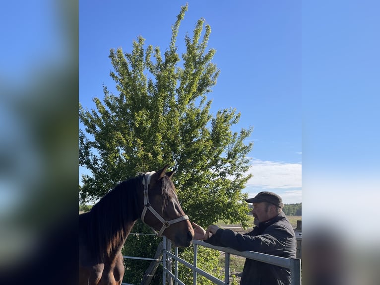 Caballo de deporte alemán Semental 2 años 170 cm Castaño oscuro in Löwenberger Land