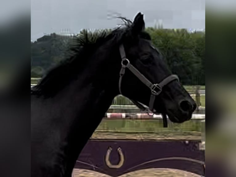 Caballo de deporte alemán Semental 2 años 170 cm Negro in Weil