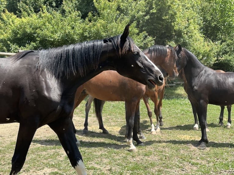 Caballo de deporte alemán Semental 2 años 170 cm Negro in Tiefenbach