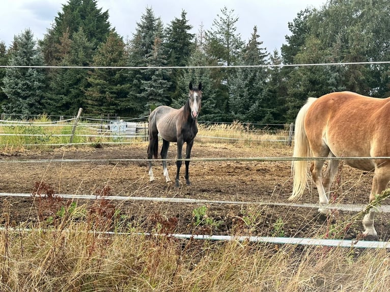 Caballo de deporte alemán Semental 2 años 170 cm Tordo in Dannigkow