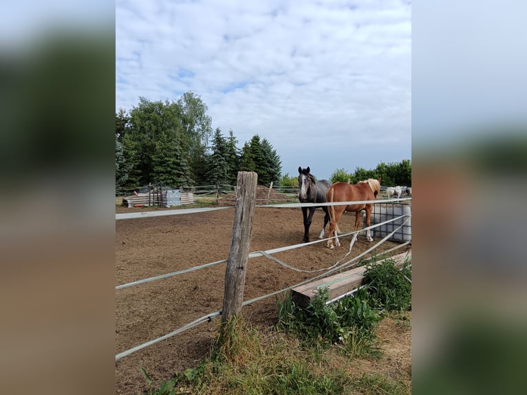 Caballo de deporte alemán Semental 2 años 170 cm Tordo in Dannigkow