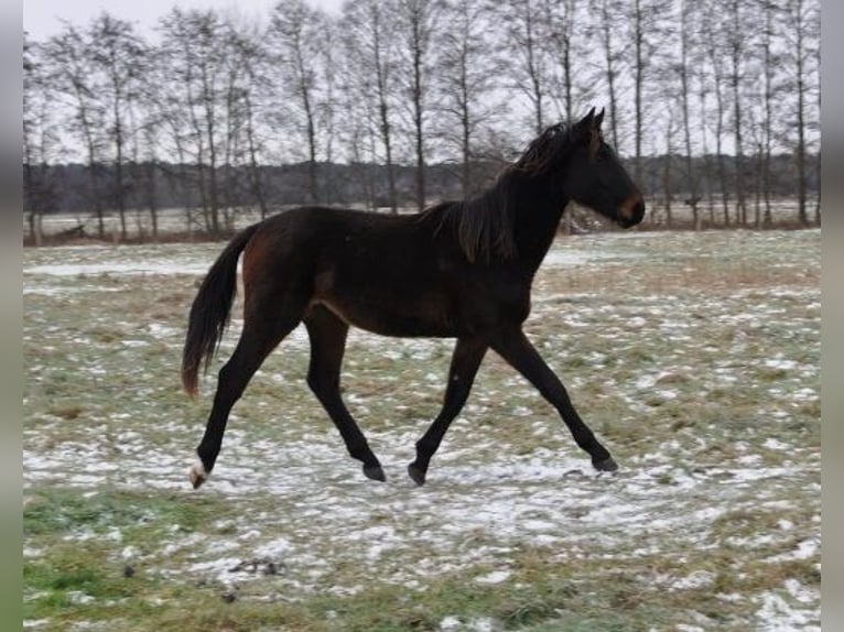 Caballo de deporte alemán Semental 2 años 172 cm Castaño oscuro in Burgstall