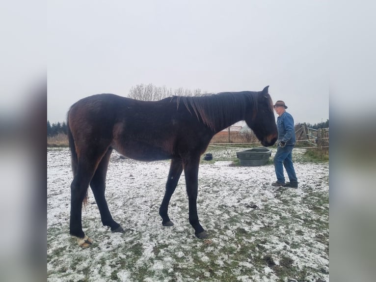 Caballo de deporte alemán Semental 2 años 172 cm Castaño oscuro in Burgstall