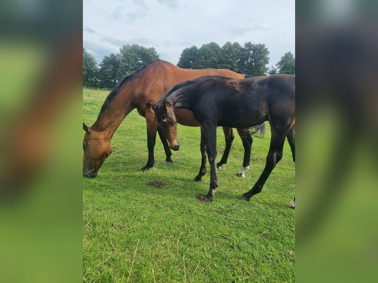 Caballo de deporte alemán Semental 2 años 174 cm Castaño oscuro in Burgstall