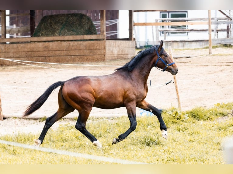 Caballo de deporte alemán Semental 2 años 175 cm Castaño in Reith