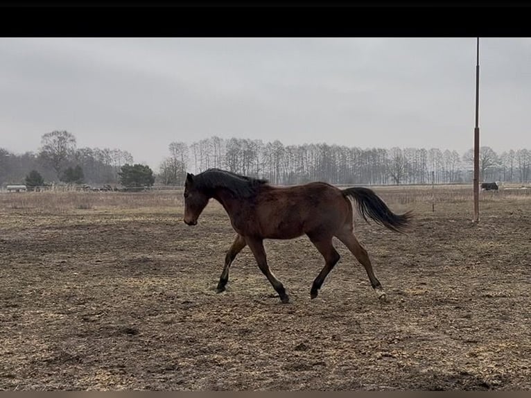 Caballo de deporte alemán Semental 2 años 175 cm Castaño in Arendsee