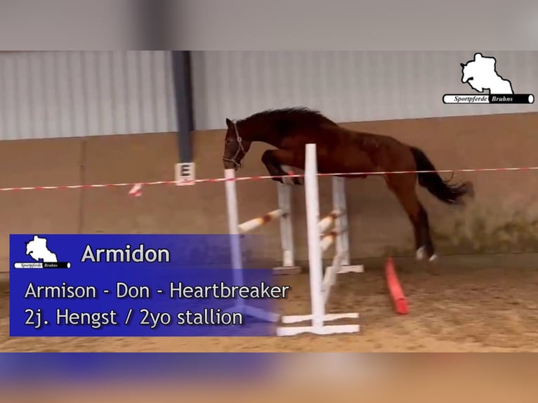 Caballo de deporte alemán Semental 2 años 175 cm Castaño in Gadow