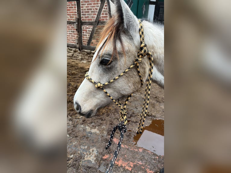 Caballo de deporte alemán Semental 2 años 175 cm Tordo in Helmstedt