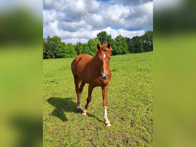 Caballo de deporte alemán Semental 2 años Alazán in Amtsberg